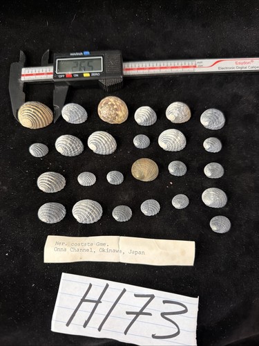 Nerita costata shells lot - costata,